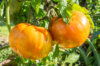 Tomates - Cote d’Zebra