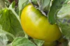 Tomates - Emerald Apple