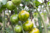 Tomates - Green Zebra Arizona Hawai Strain