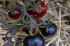 Tomates cerises - Cascade Village Blue