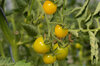 Tomates cerises - Lemon Drop