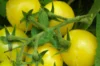 Tomates cerises - Lemon Drop