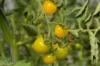 Tomates cerises - Lemon Drop