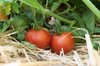 Tomates - Moravsky Div