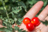 Tomates cerises - Barbaniaka