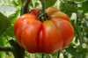 Tomates - Marmande