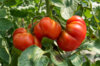 Tomates - Marmande