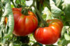 Tomates - Marmande