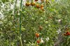 Tomates-Cerises - Délice du Jardinier
