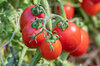 Tomates - Brin de Muguet