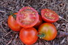Tomates cerises - Cherry Delight
