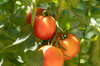 Tomates - Odessa Ronde