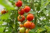 Tomates cerises - Muchacha