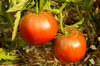 Tomates - Royal Purple