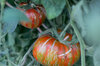 Tomates - Pink Berkeley Tie Dye