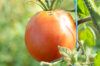 Tomates - Delicious de Burpee