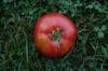 Tomates - Géante d’Orenbourg