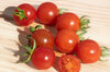 Tomates cerises - Peacevine