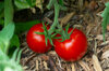 Tomates - Popovich