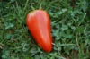 Tomates - Mexicaine