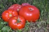 Tomates - Coeur de Boeuf Schilling Giant