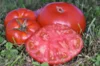 Tomates - Coeur de Boeuf Schilling Giant