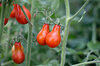 Tomates-Cerises - Red Fig