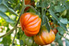 Tomates - Costoluto Fiorentino