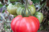 Tomates - Zakopane