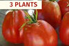 Tomates - Plants de Tomate Rouge Cœur de Bœuf de Nice