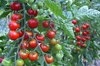 Tomates cerises - Zuckertraube