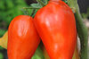 Tomates - San Marzano Redorta