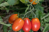 Tomates cerises - Grappoli Corbarino