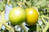 Tomates - Green Brandy