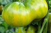 Tomates - Grub’s Mystery Green