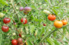 Tomates cerises - Blue Pitts