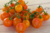 Tomates cerises - Sugar Drop Cherry