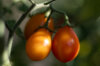 Tomates cerises - Submarine Blush Cherry