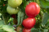 Tomates - Redfield Beauty