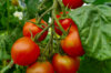 Tomates cerises - Rancho Solito