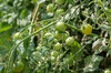 Tomates cerises - Green Doctors Frosted