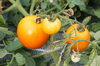 Tomates - Gold Dust