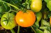 Tomates - Orange Queen