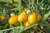Tomates cerises - Prune Jaune