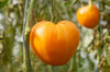Tomates - Verna Orange