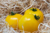 Tomates - Taxi Yellow