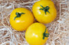 Tomates - Taxi Yellow