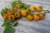 Tomates cerises - Yellow Currant