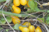 Tomates cerises - Beams Yellow Pear
