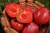 Tomates - Anna Russian